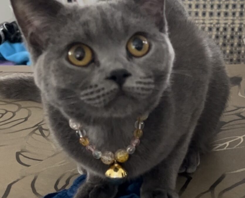 ーブリティッシュショートヘアと他の猫種を比較！あなたに合う猫はどっち？ー