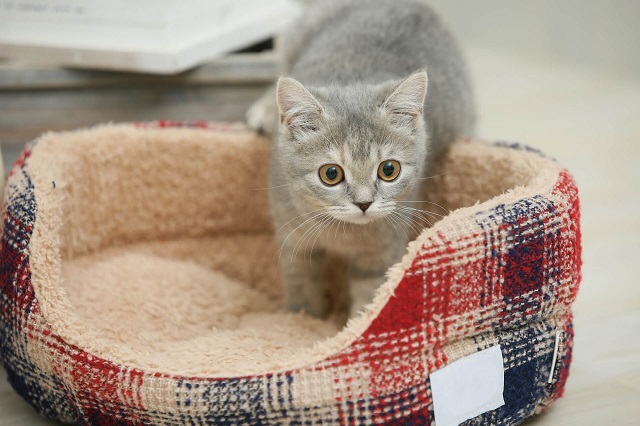 クッションに入ろうとする猫