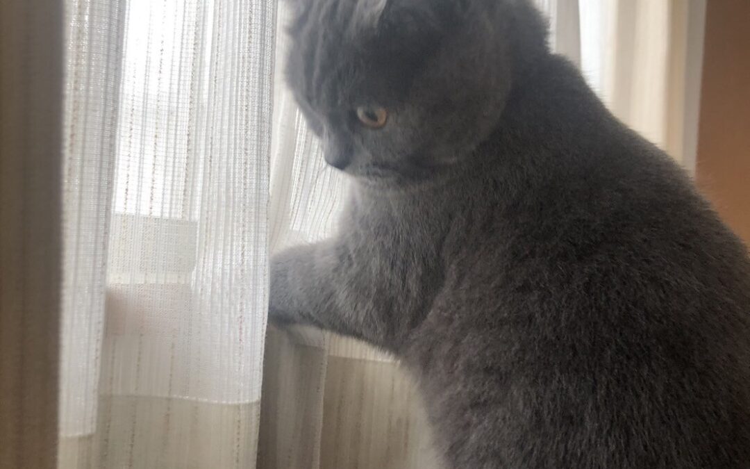 ーブリティッシュショートヘアの性格は？魅力と飼いやすさを徹底解説！ー