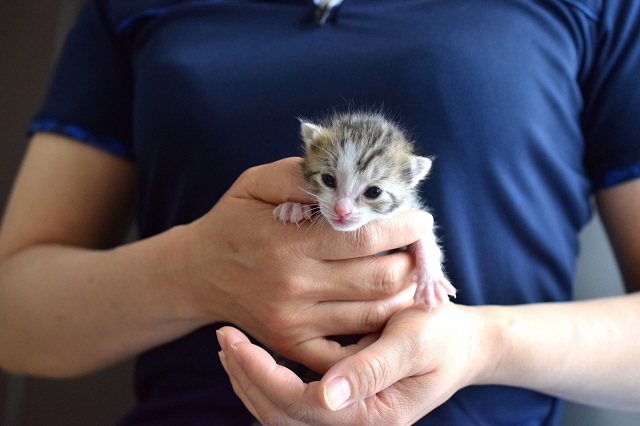 ブリーダーに育てられる子猫