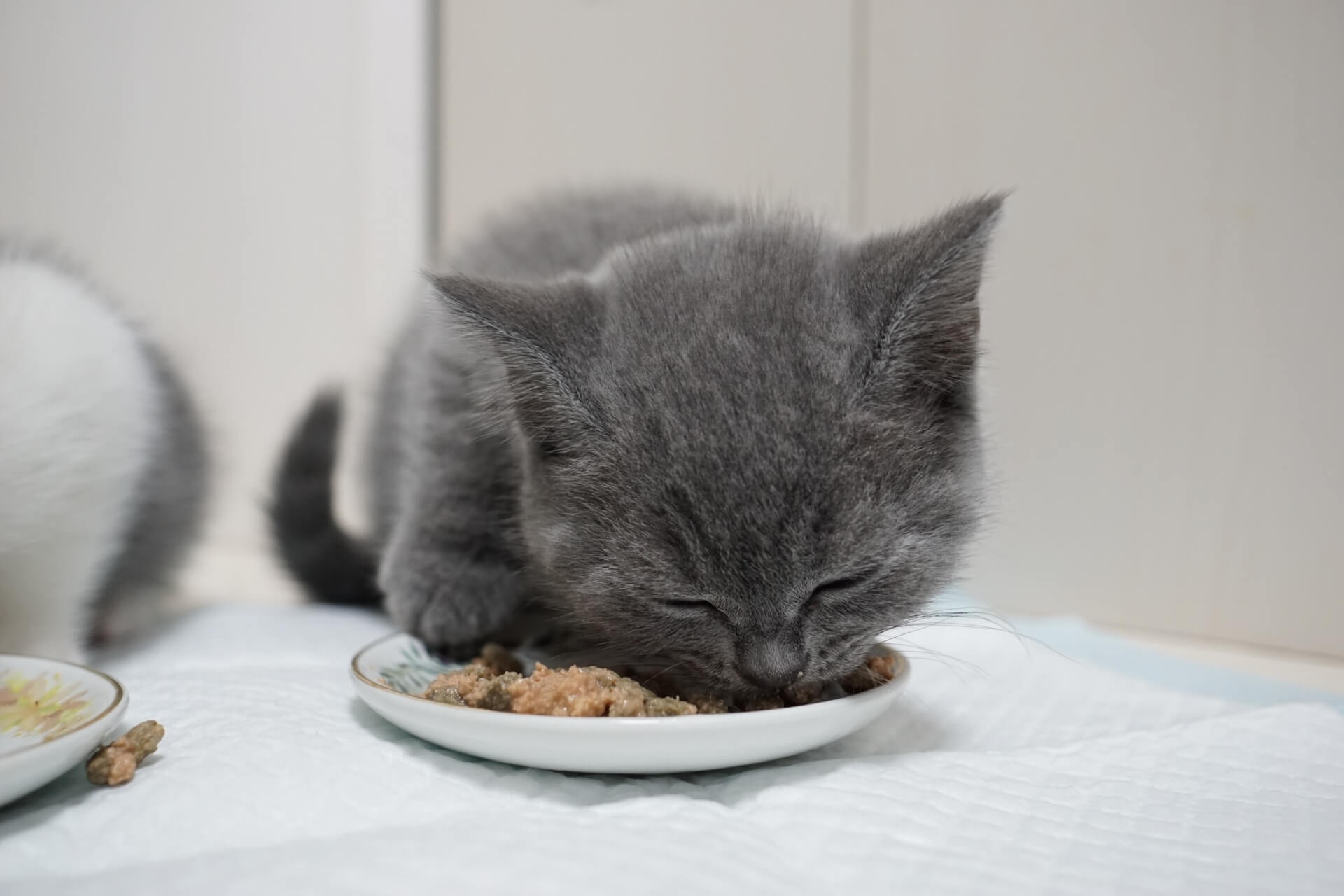 ブリティッシュショートヘアの飼い方のポイント