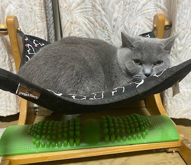 ーブリティッシュショートヘアの子猫を迎える前に知っておきたい準備リストー