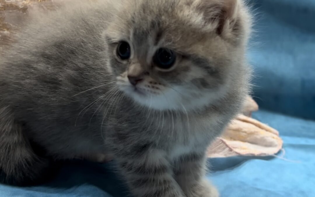 ーペット初心者必見！ブリティッシュショートヘアの飼い方＆お世話のポイントー